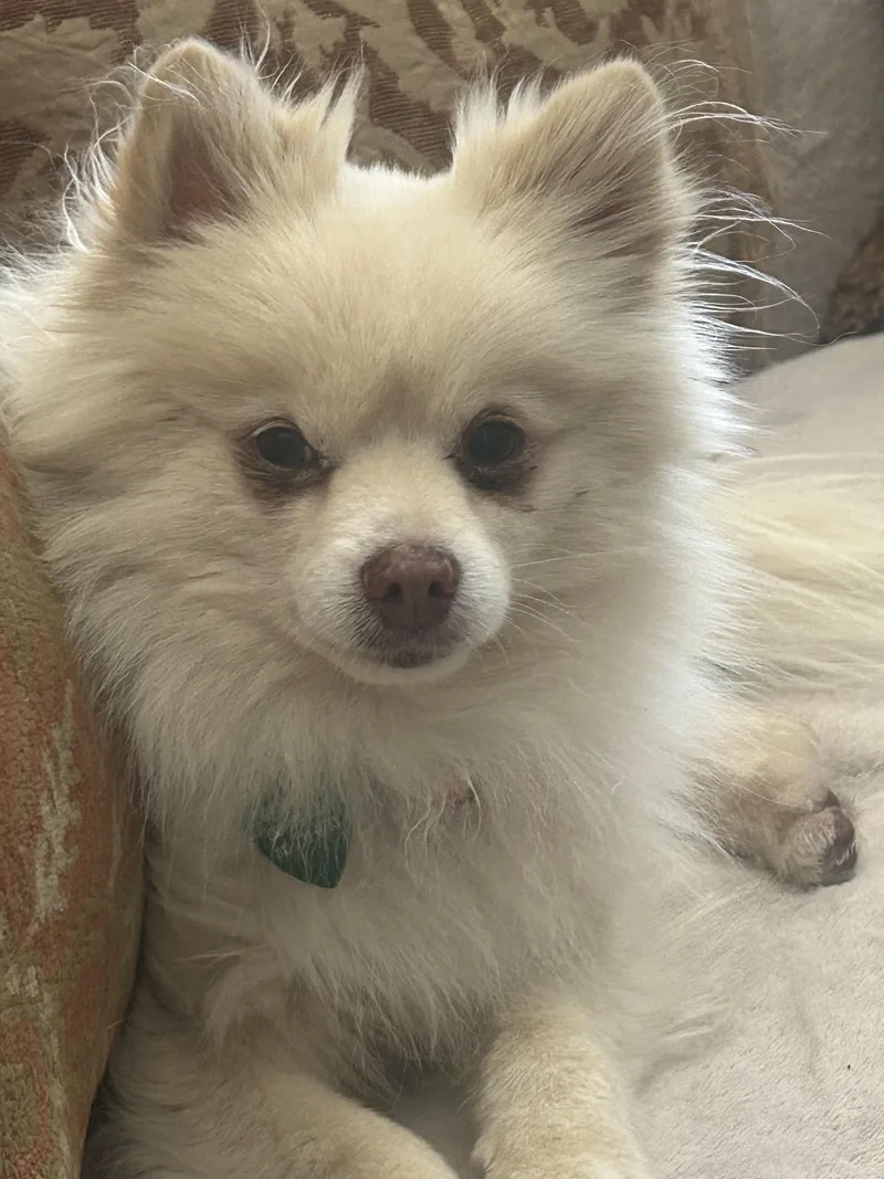 An adult small-sized male Yellow / Tan / Blond / Fawn Pomeranian dog named Fritz for adoption in Westlake Village, CA