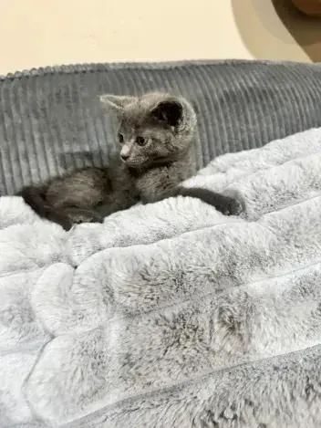 A baby small-sized male Domestic Short Hair cat named Starling for adoption in Grand Rapids, MI