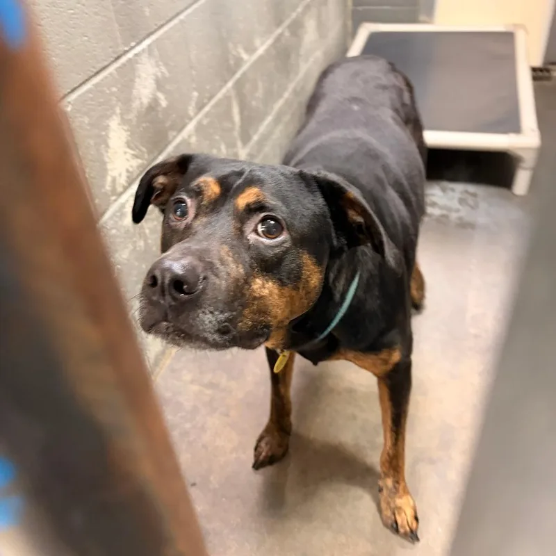 An adult small-sized male German Pinscher dog named Gumby for adoption in Franklin, NC