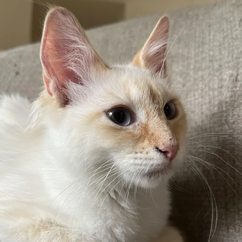 A baby medium-sized female Siamese cat named Peaches for adoption in Satsuma, AL