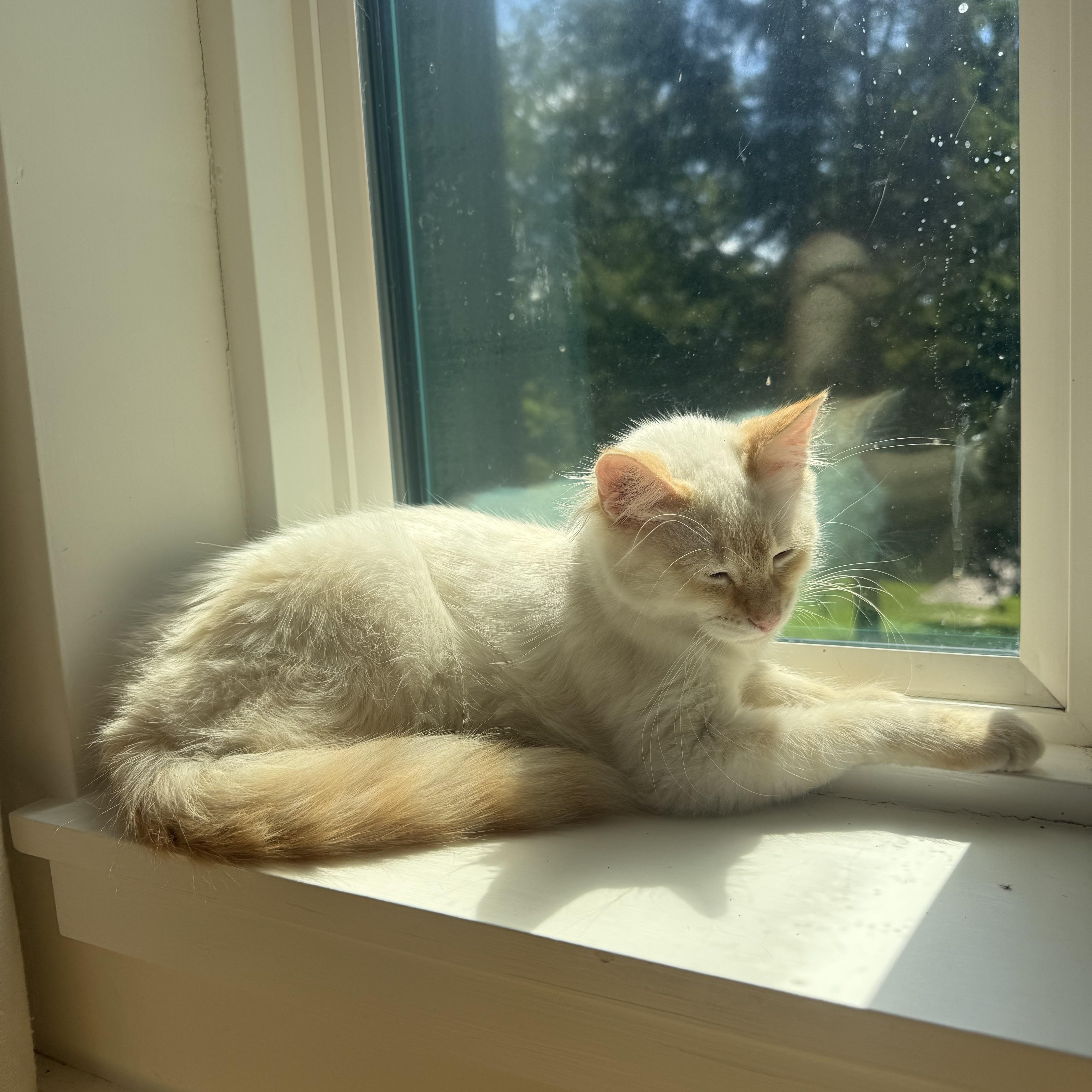 Peaches thumbnail 2