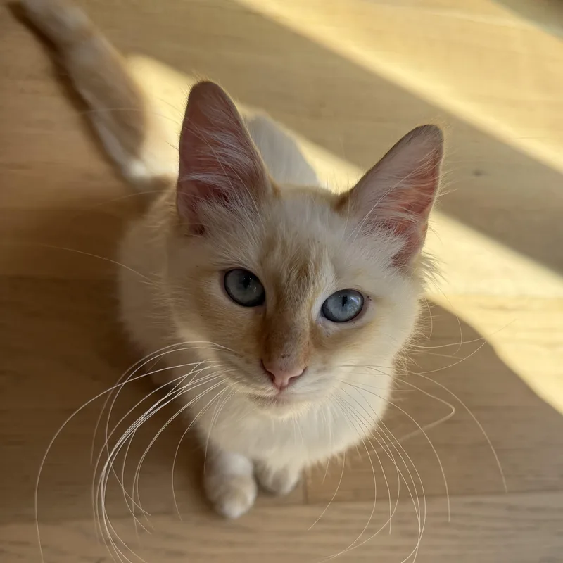 Peaches thumbnail 3