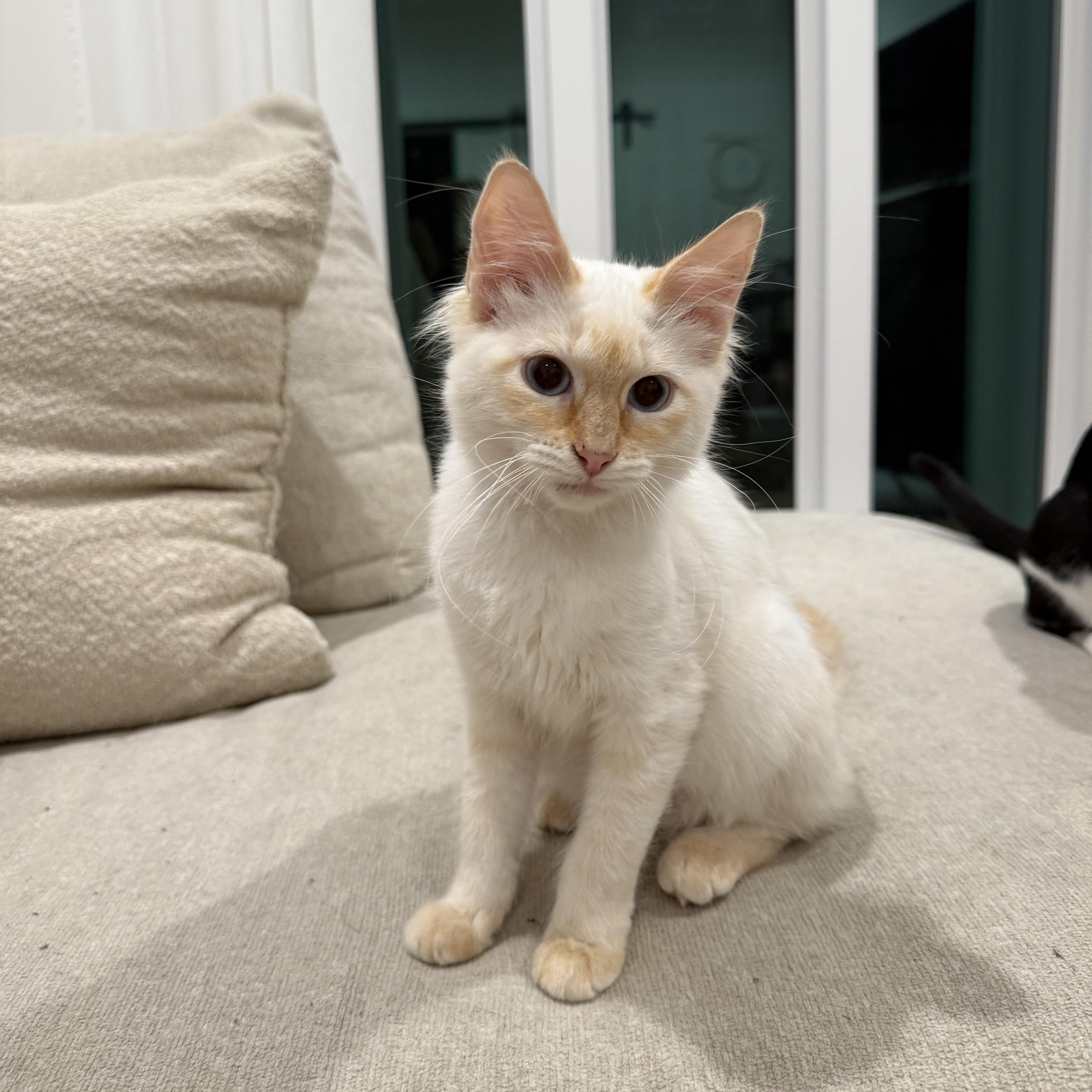 Peaches thumbnail 4