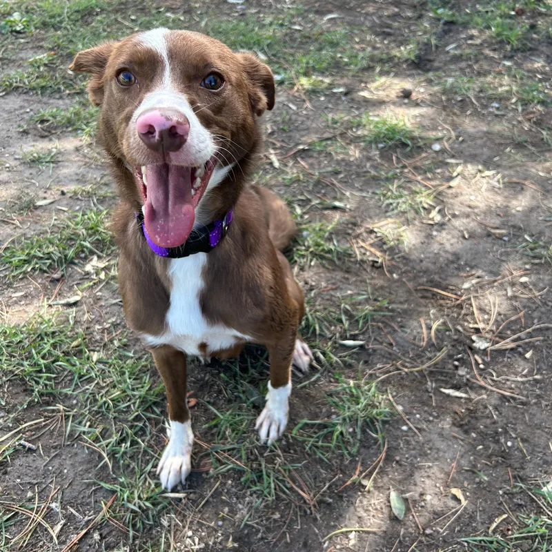 A young medium-sized female Border Collie dog named Ruby for adoption in Lindon, UT