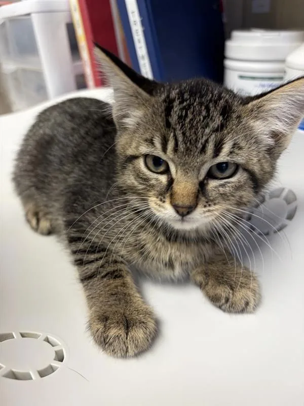 A baby small-sized male Domestic Short Hair cat named Mantis for adoption in Great Falls, MT