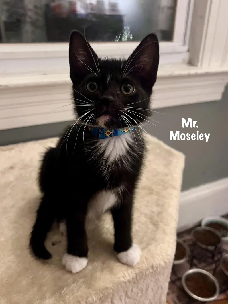 A baby medium-sized male Black & White / Tuxedo Domestic Short Hair cat named Mr. Moseley for adoption in East Hartford , CT