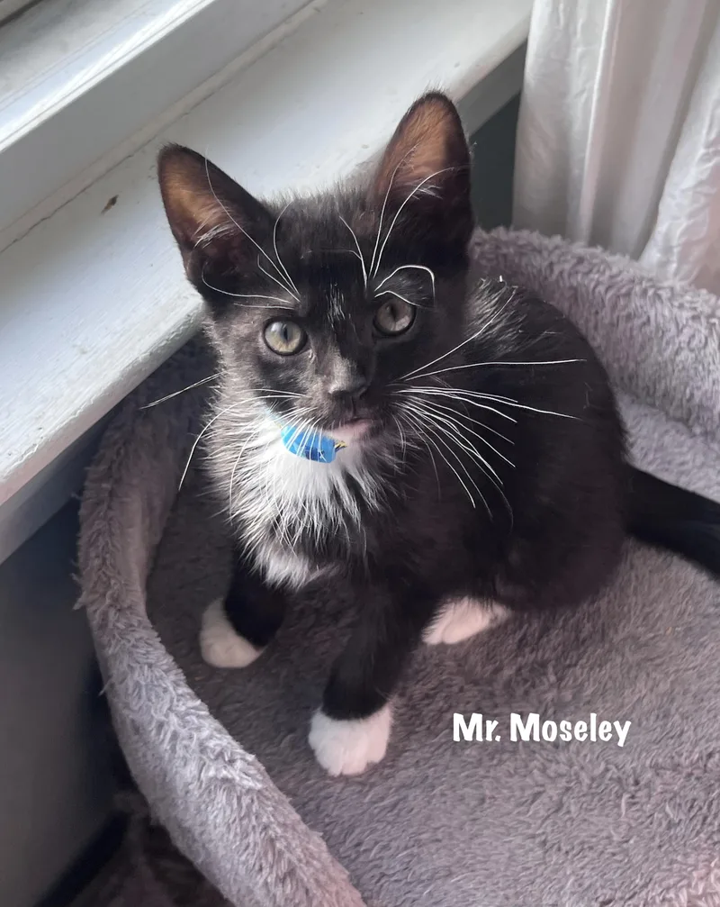 Mr. Moseley thumbnail 2