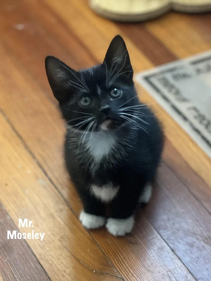 Mr. Moseley thumbnail 3