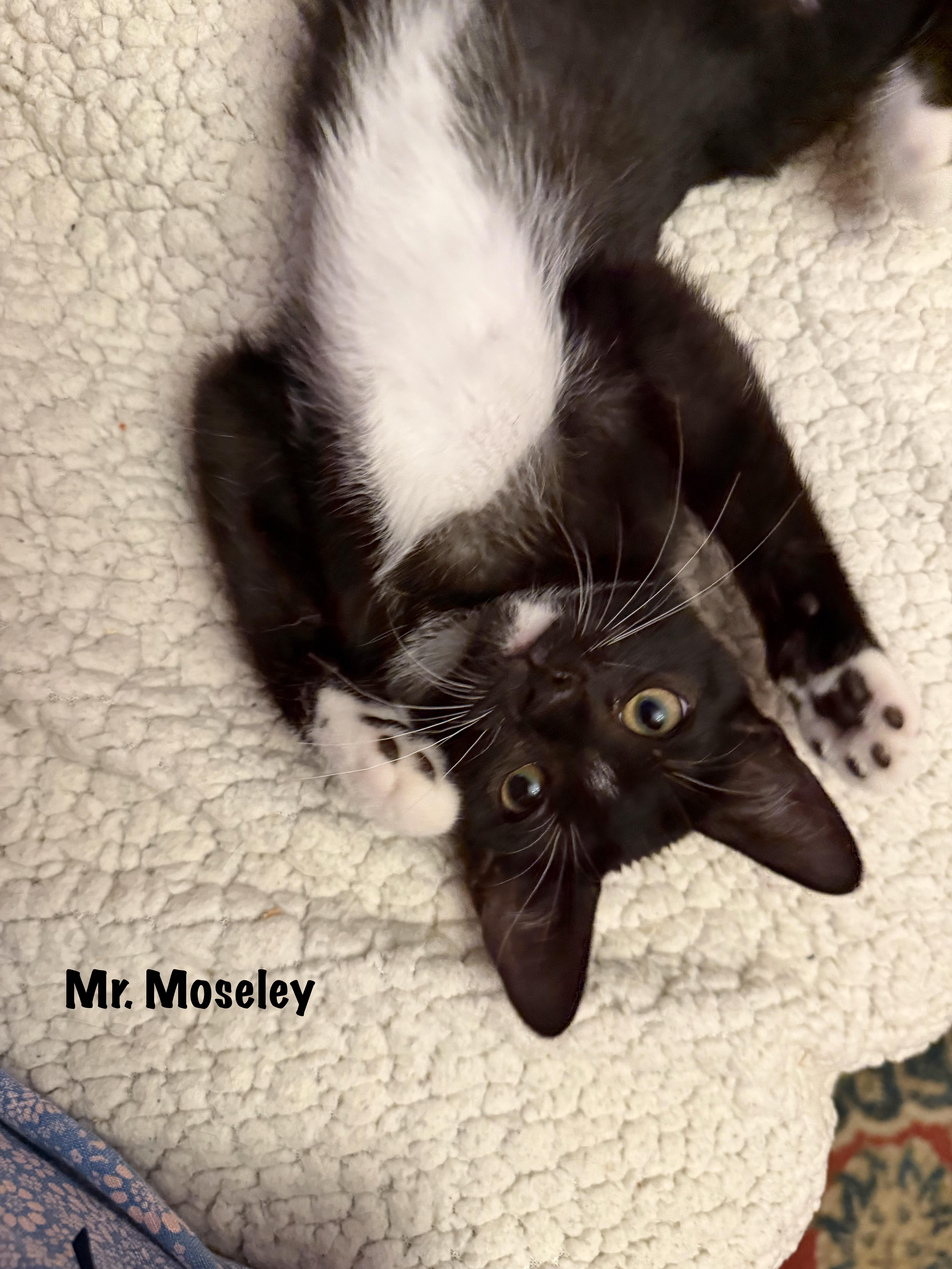 Mr. Moseley thumbnail 5