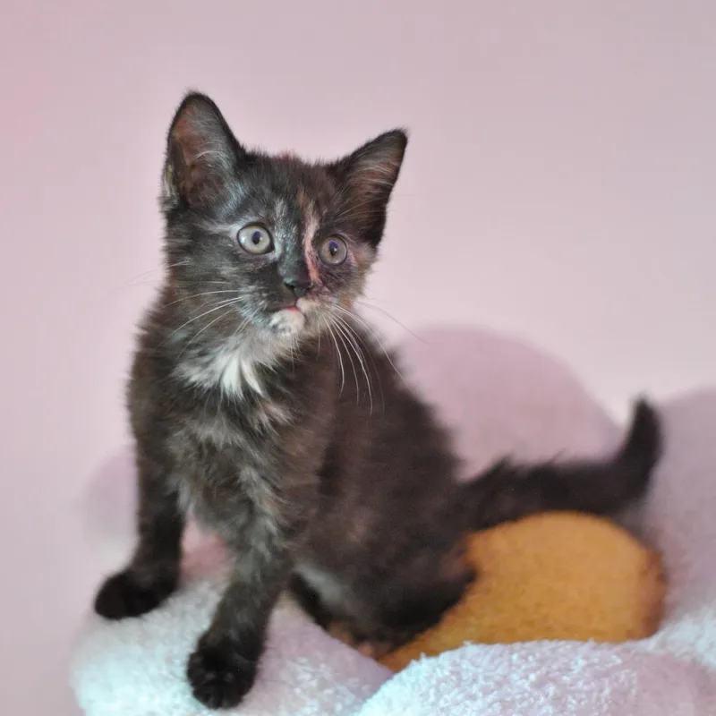 A baby small-sized female Black Domestic Short Hair cat named Louboutin for adoption in Forest Park, IL