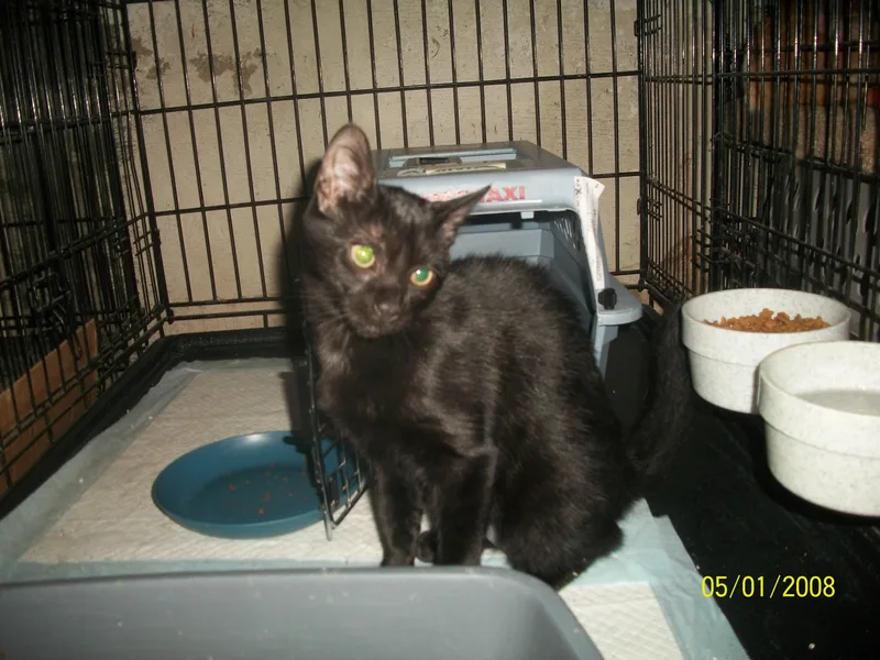 A young small-sized female Black Domestic Short Hair cat named Samantha M. Courtesy Listing for adoption in Stowe, PA