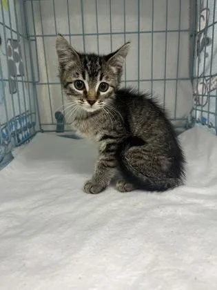 A baby small-sized female Domestic Short Hair cat named Griselda for adoption in Gainesville, FL