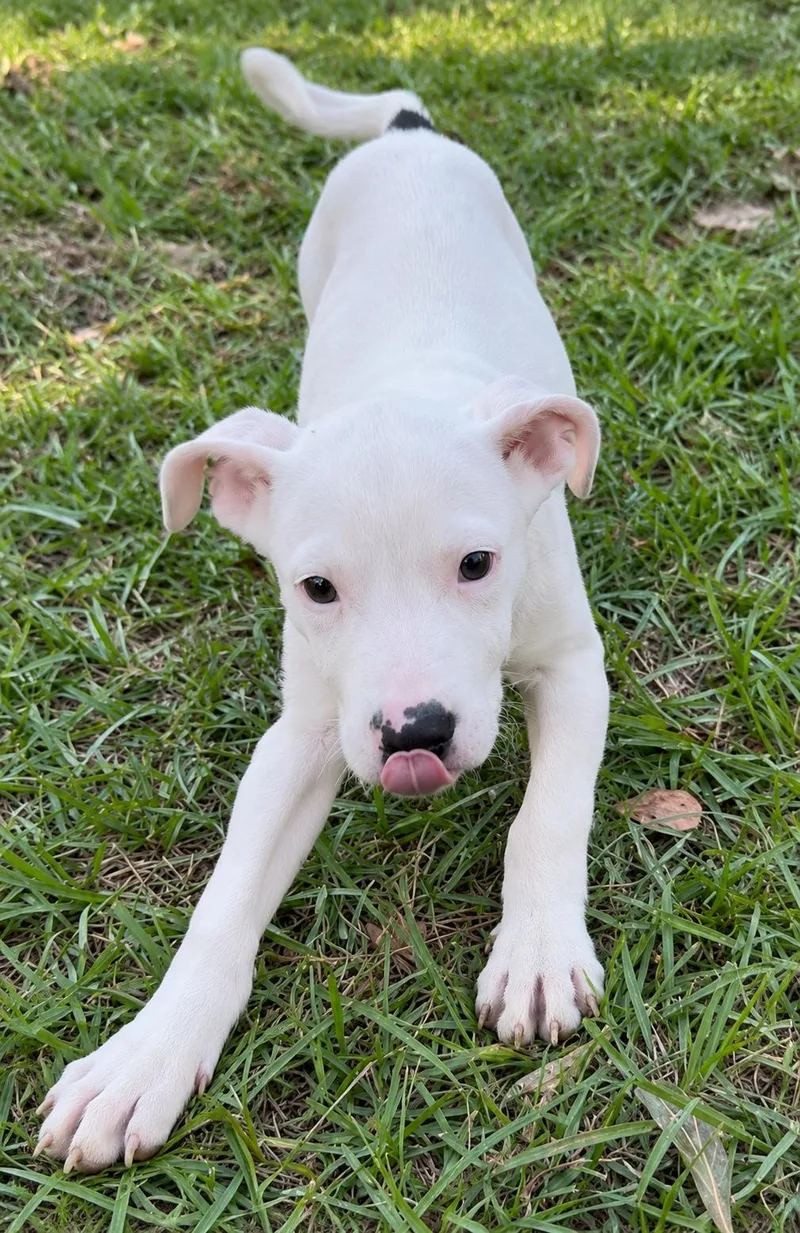 A baby medium-sized male American Bulldog dog named Porkchop for adoption in Kiln, MS