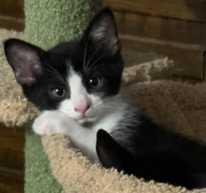 A baby medium-sized male Black & White / Tuxedo Domestic Short Hair cat named George for adoption in San Jose, CA