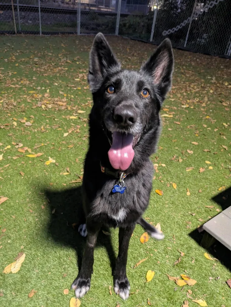 An adult medium-sized female Shepherd dog named Ruby for adoption in Cedar Rapids, IA
