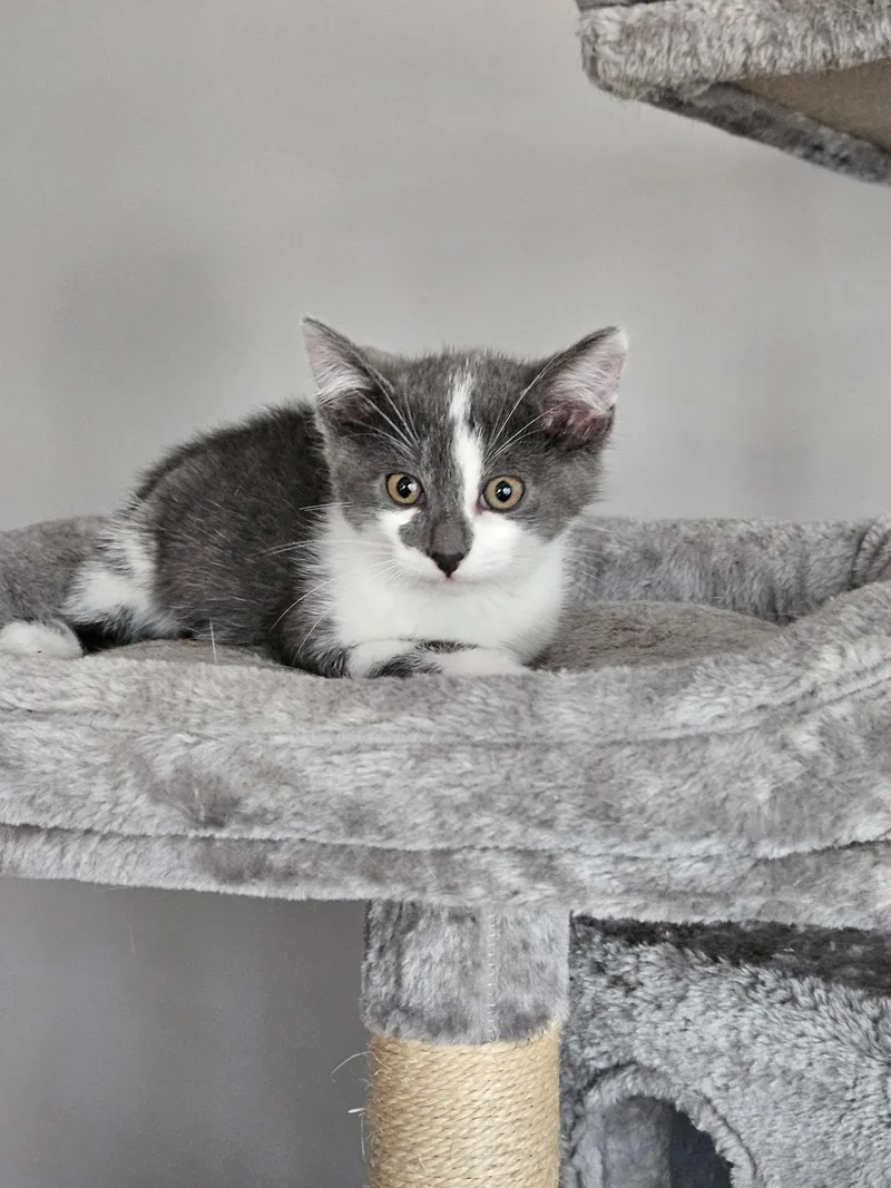 A baby small-sized male Domestic Short Hair cat named Excalibur for adoption in Glenwood City, WI
