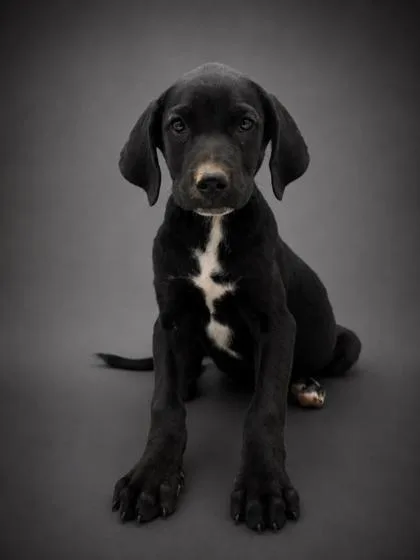 A young medium-sized male Terrier dog named Boone for adoption in Bowling Green, KY