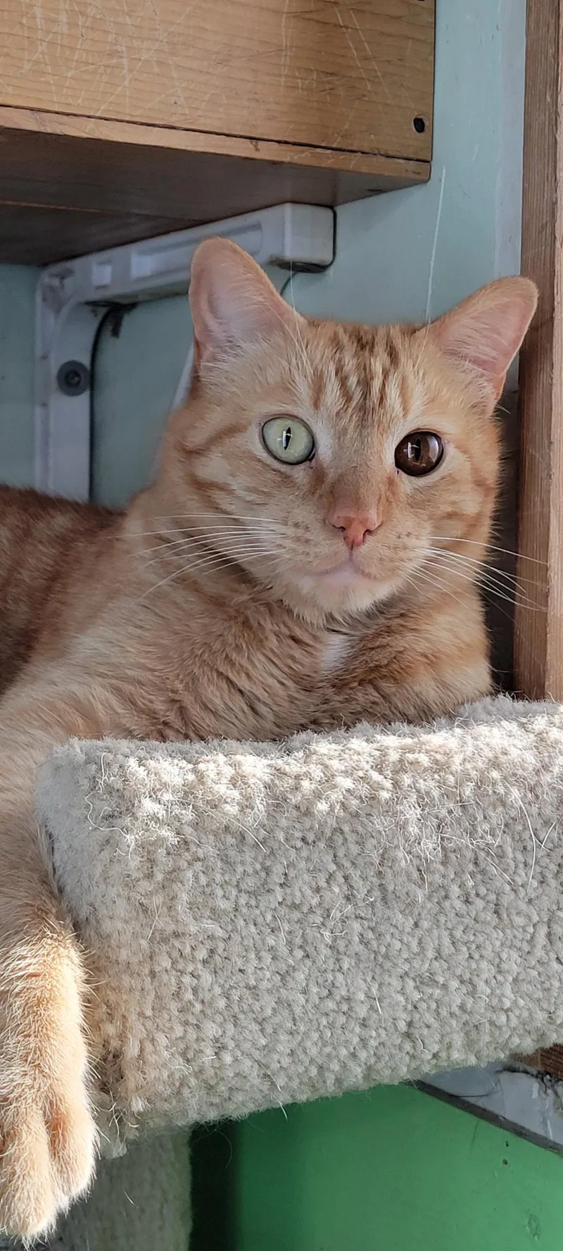 An adult large-sized male Orange & White Domestic Short Hair cat named Ollie and Cream for adoption in Fairbanks, AK