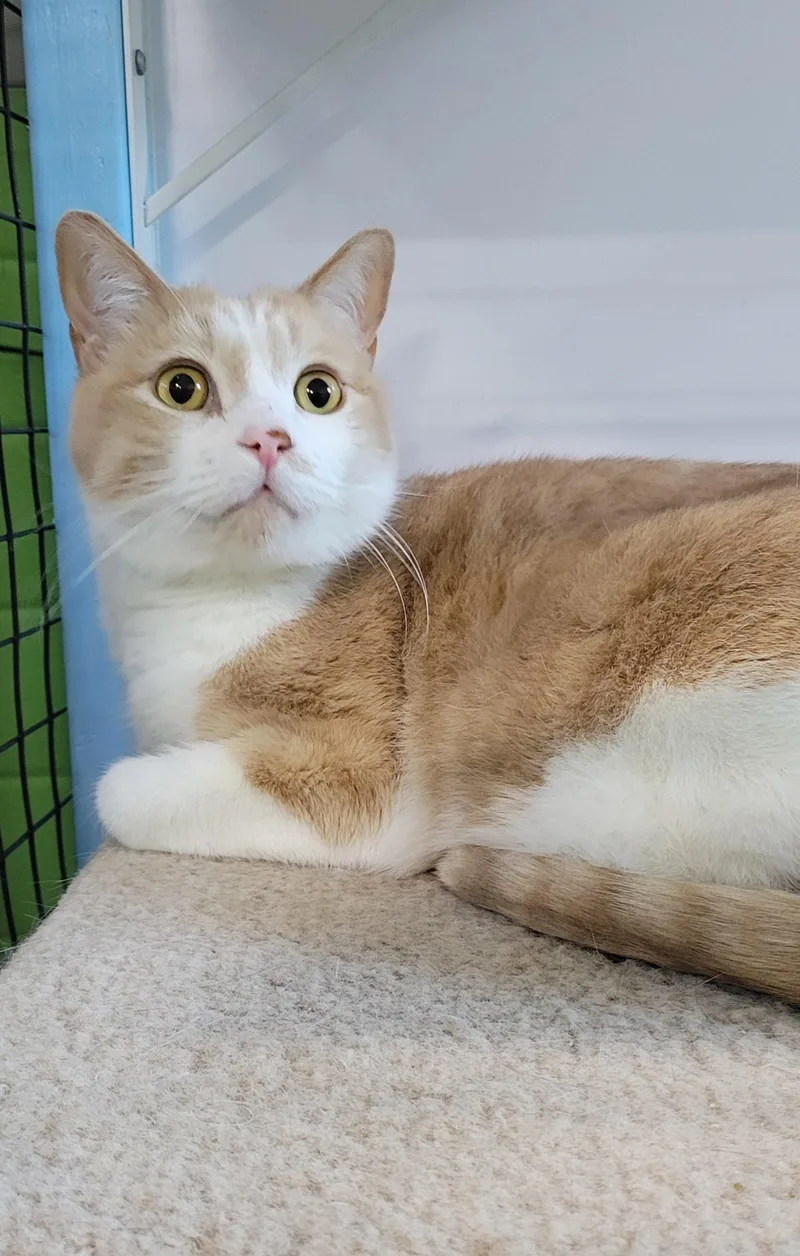 Ollie and Cream thumbnail 2