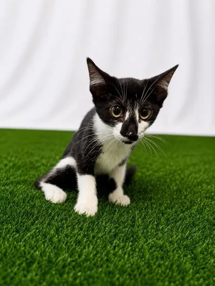 A baby small-sized male Black Domestic Short Hair cat named Beckham for adoption in Covington, LA