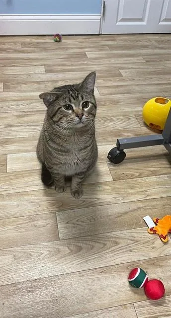 An adult medium-sized male Domestic Short Hair cat named Quincy for adoption in Saint Peters, MO