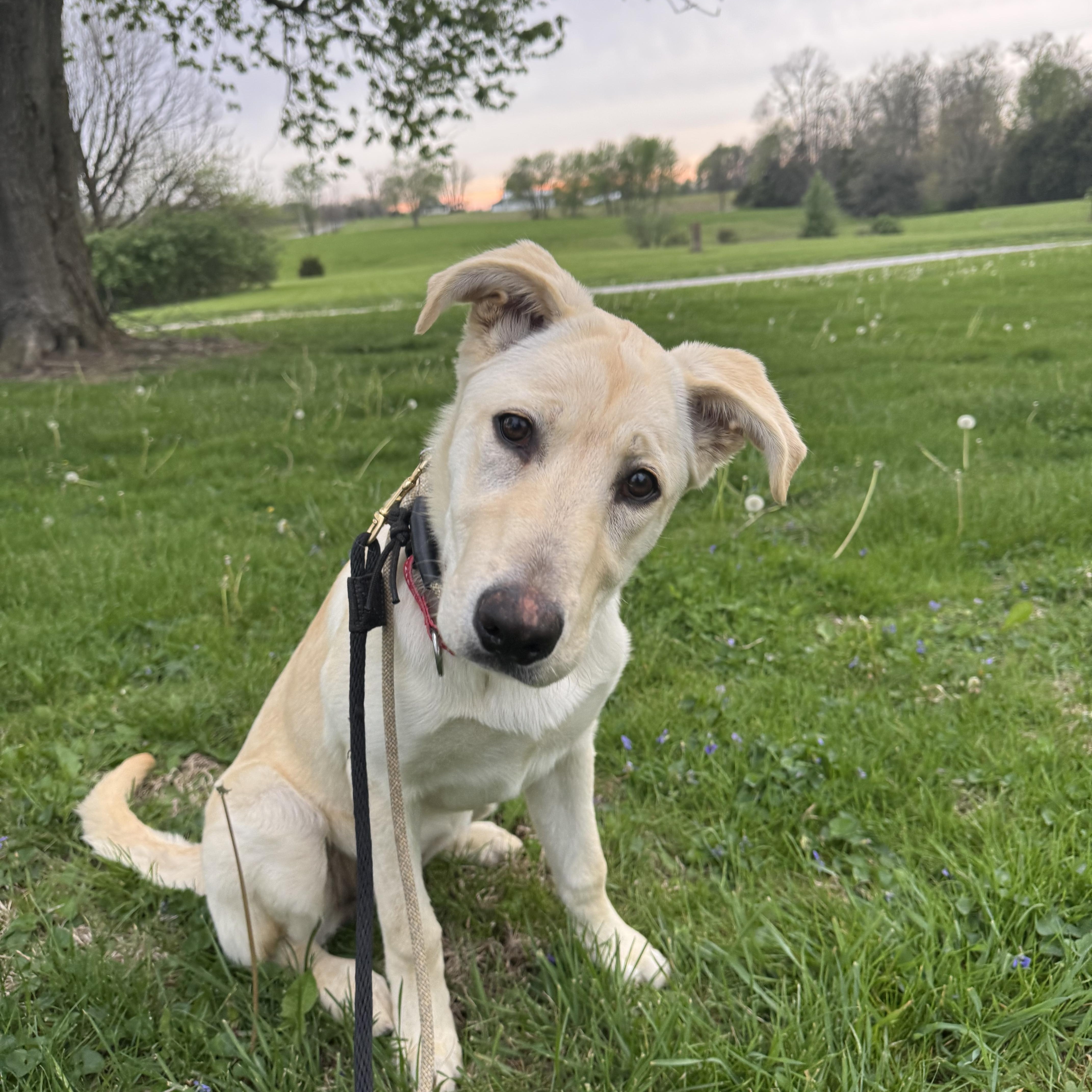 A baby large-sized female Yellow / Tan / Blond / Fawn Labrador Retriever dog named Goldie for adoption in Indianapolis, IN