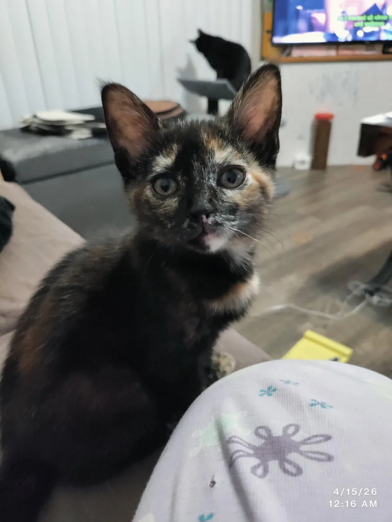 A baby medium-sized female Domestic Short Hair cat named Taboo for adoption in Herndon, VA
