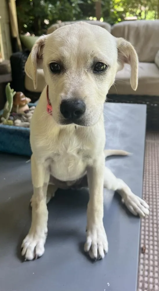 A baby medium-sized female Labrador Retriever dog named Penny for adoption in Marietta, GA