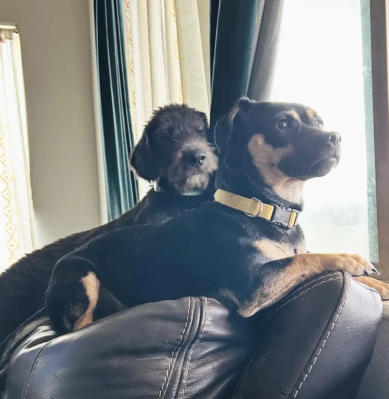 A young small-sized male Black Miniature Pinscher dog named Moose for adoption in Las Vegas, NV