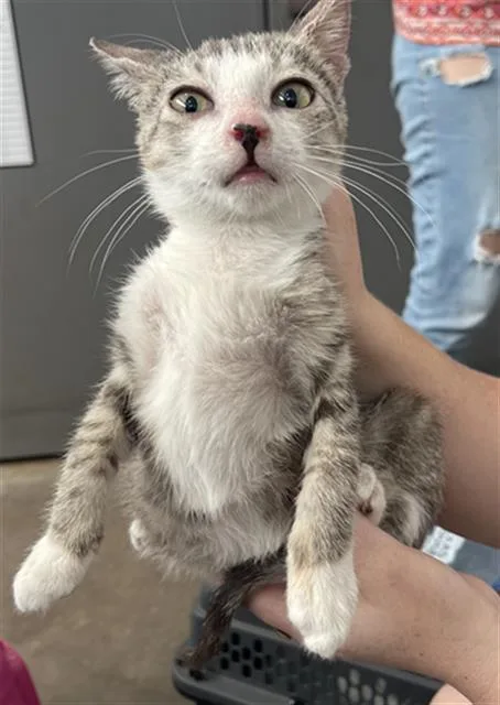 A baby medium-sized female Domestic Short Hair cat named Dobi for adoption in Dallas, TX