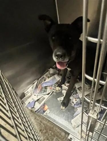 An adult medium-sized female German Shepherd Dog dog named Blackie for adoption in Van Nuys, CA