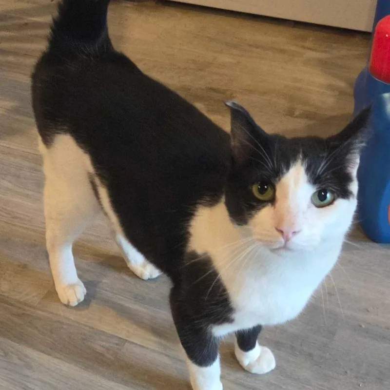 An adult small-sized male Black Domestic Short Hair cat named Angel for adoption in Hanna City, IL
