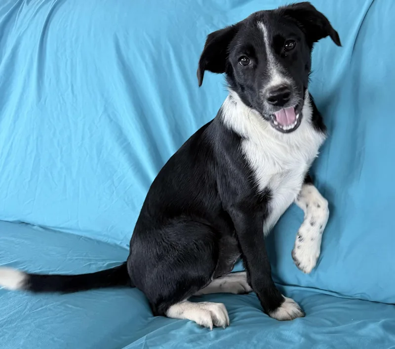 A young medium-sized female Black Border Collie dog named Tilly for adoption in Chicopee, MA