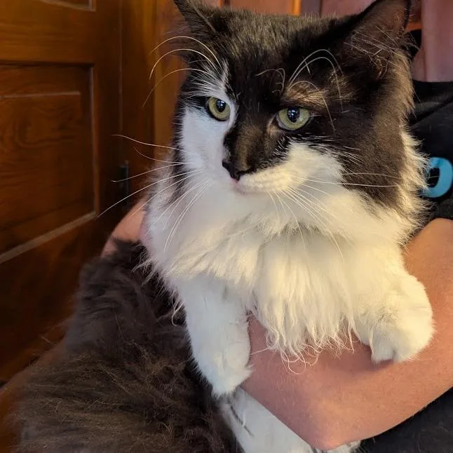A young small-sized female Black Domestic Long Hair cat named Moose for adoption in Johnstown, PA
