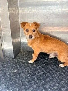 An adult small-sized male Chihuahua dog named Charmander for adoption in Woodland, CA