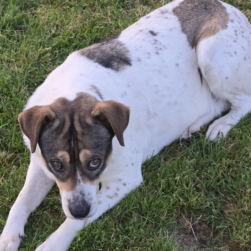 An adult medium-sized female White / Cream Feist dog named Lilly for adoption in Sheridan, AR