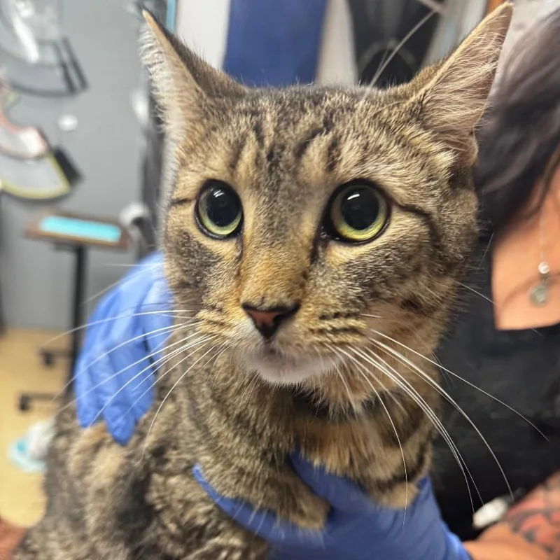 An adult medium-sized female Brown / Chocolate Domestic Short Hair cat named Babs for adoption in Birdsboro, PA