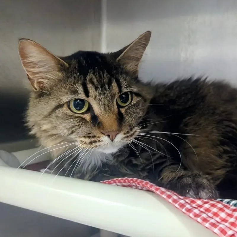 A young large-sized female Tabby (Brown / Chocolate) Domestic Long Hair cat named Dot for adoption in Springfield, IL