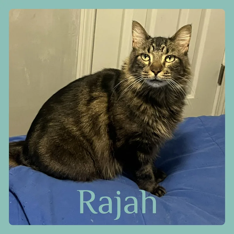 A young medium-sized male Tabby (Brown / Chocolate) Tabby cat named Rajah for adoption in Lawton, OK