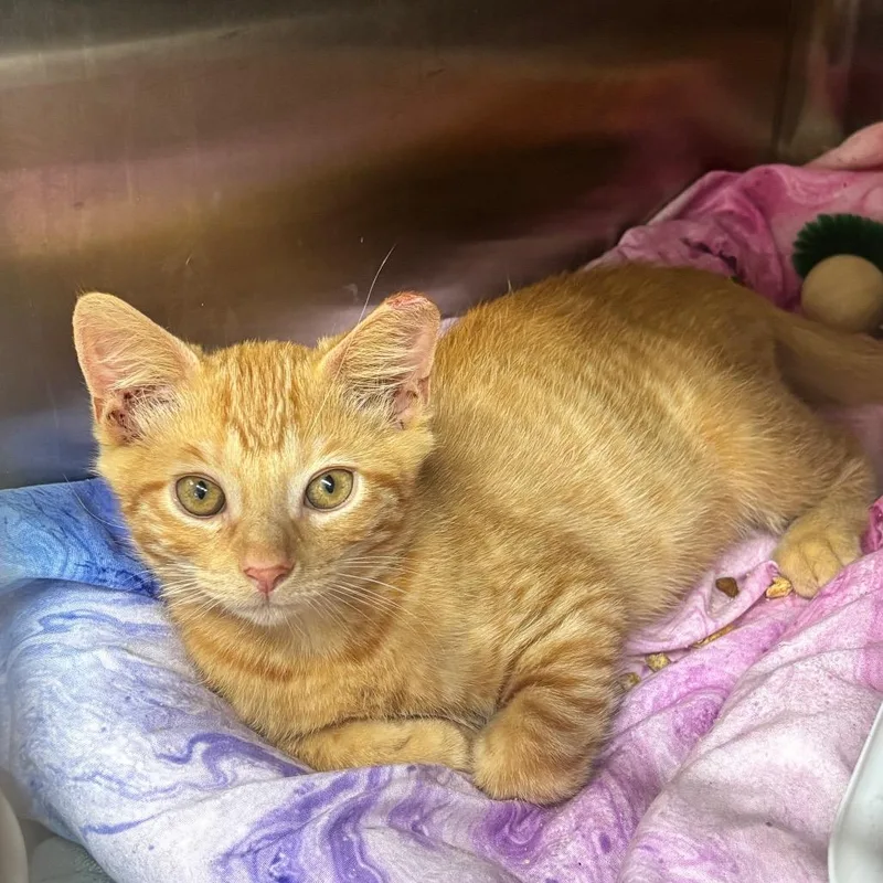 A baby small-sized male Orange / Red Domestic Short Hair cat named Smoogle for adoption in Hinesville, GA