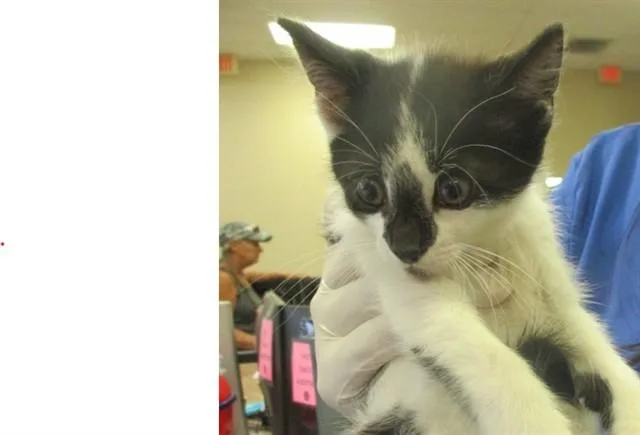 A baby small-sized male Domestic Short Hair cat named Bop for adoption in Ocala, FL