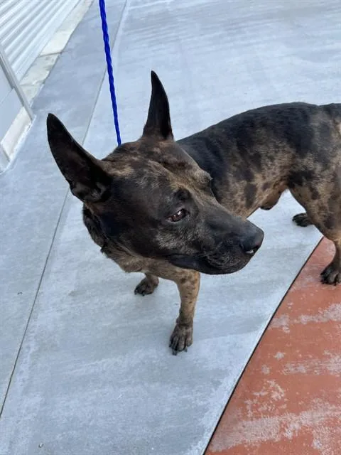 An adult large-sized male Terrier dog named Troy for adoption in Miami, FL