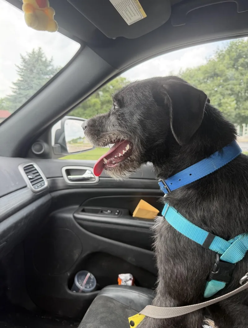 A young medium-sized male Irish Wolfhound dog named Ralf for adoption in Oxford, MI