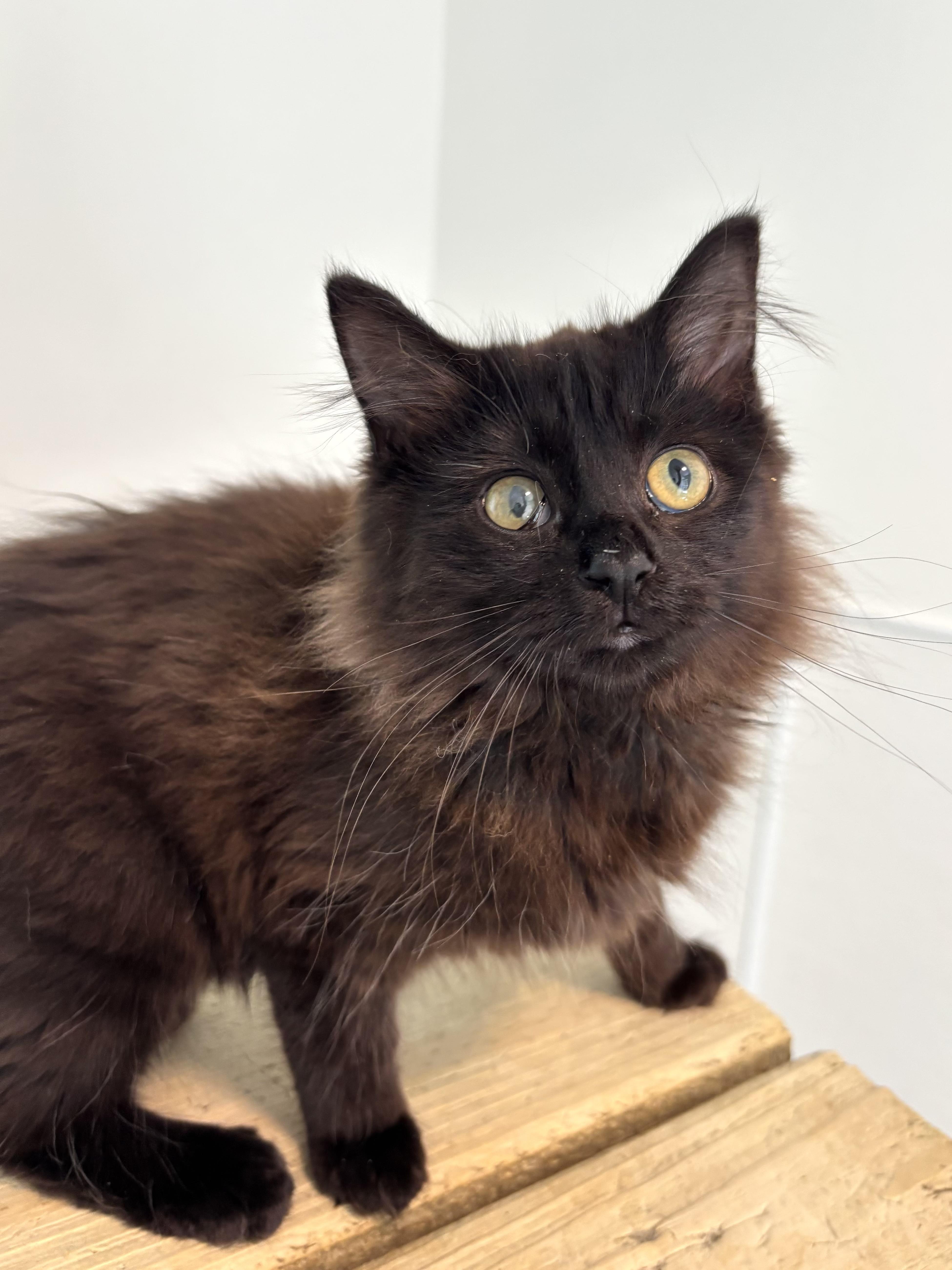 A baby medium-sized female Black Domestic Long Hair cat named Lane for adoption in Chicago, IL