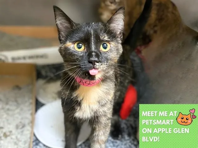 A baby small-sized female Domestic Short Hair cat named Blossom for adoption in Fort Wayne, IN