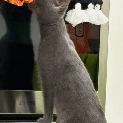 A baby small-sized male Gray / Blue / Silver Domestic Short Hair cat named Jimmy for adoption in Fishers, IN