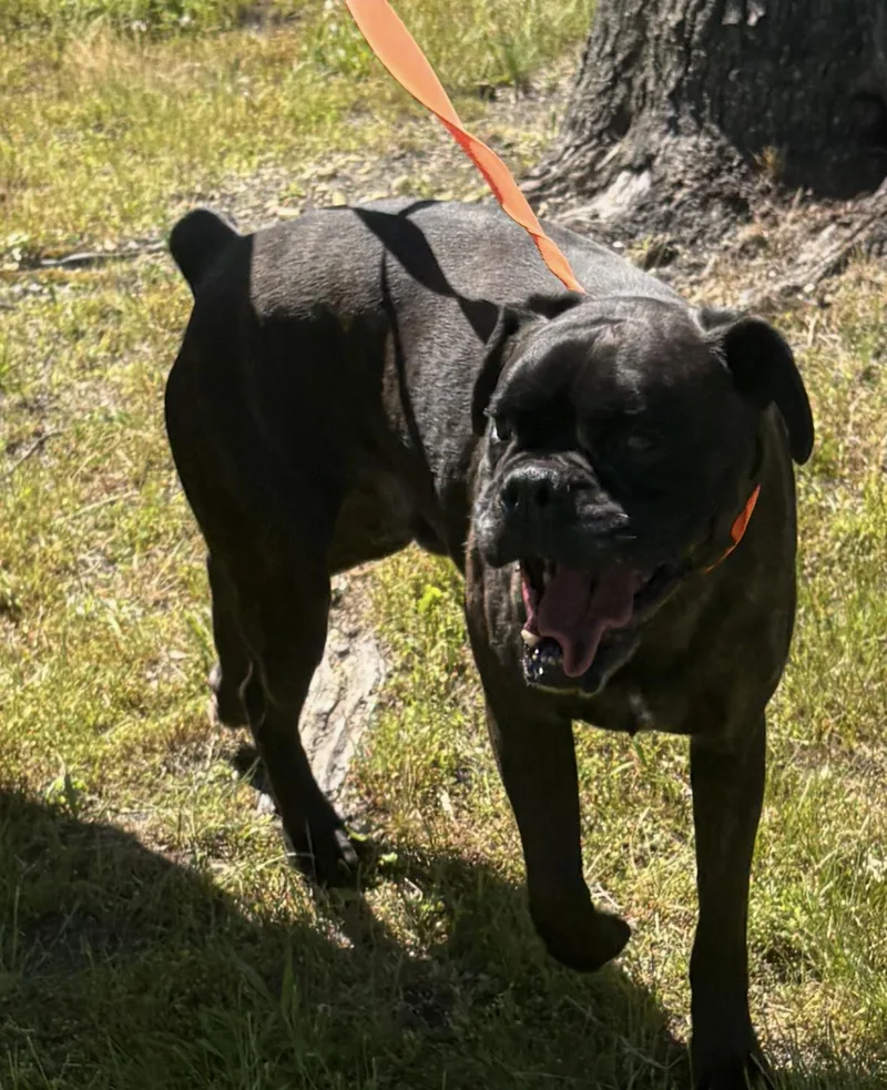 An adult large-sized male Brindle Boxer dog named Echalon for adoption in Middlesex, NJ