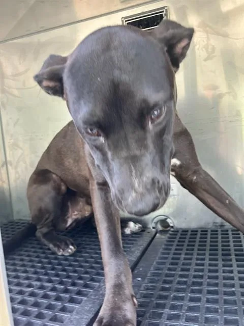A young medium-sized male Mixed Breed dog named Benedict for adoption in Dallas, TX