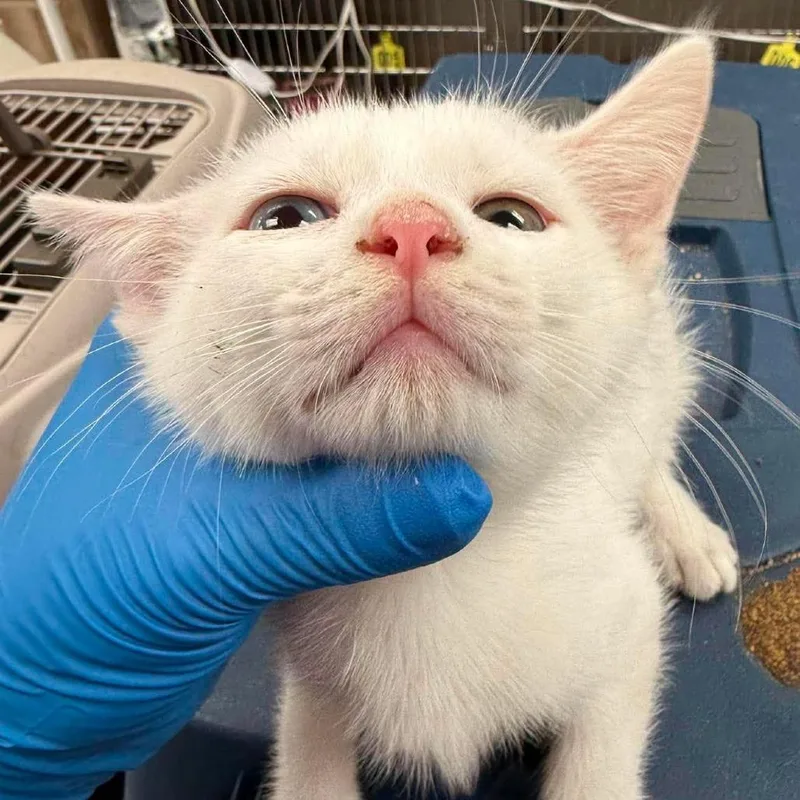 A baby small-sized male White Domestic Short Hair cat named Ice for adoption in Bastrop, TX
