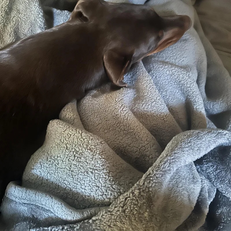 Cinnamon thumbnail 2